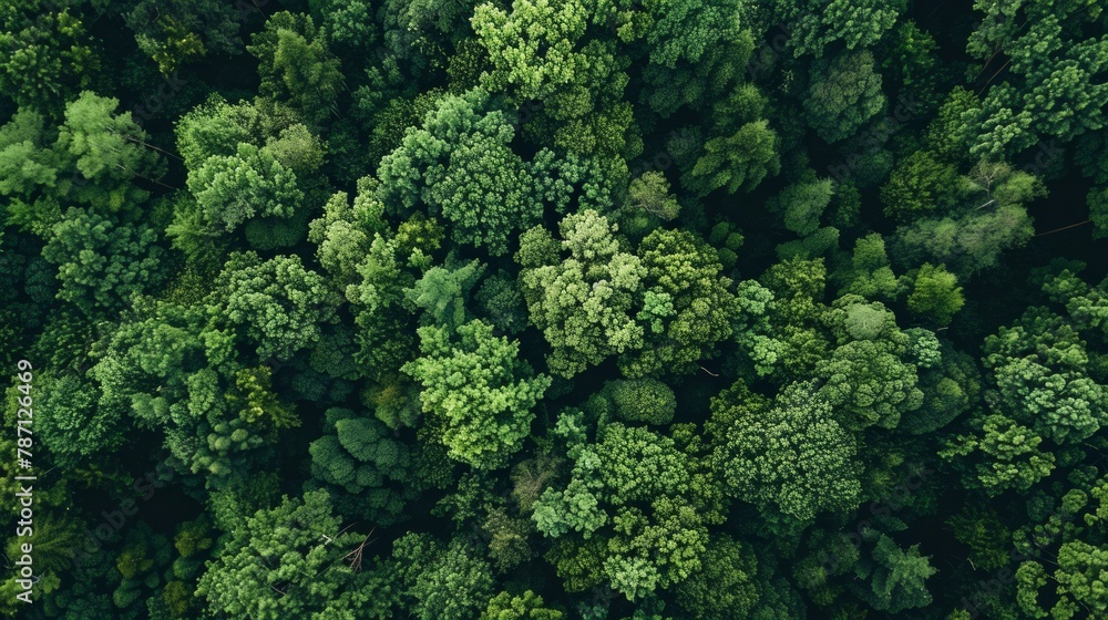 The dense green forest looks beautiful from bird's eye view