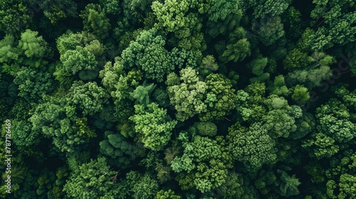 The dense green forest looks beautiful from bird's eye view