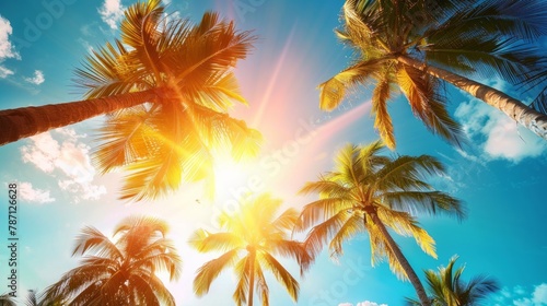 Summer vacation banner. Romantic vibes of tropical palm tree sunlight on sky background. Outdoor sunset exotic foliage closeup nature landscape. Coconut palm trees shining sun over bright sky panorama © Artem