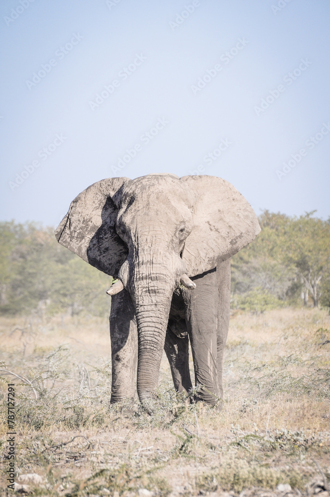 Fototapeta premium south african bull elephant approach on a game drive road