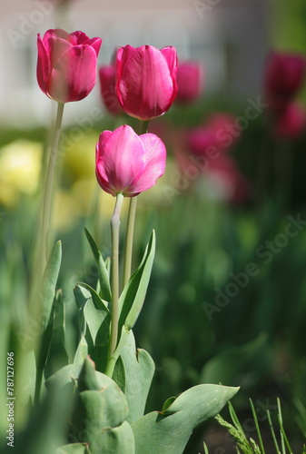 Several red tulips with a blurred background.