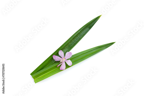 Orchid with green pandan leaves on white background.