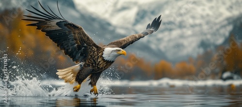 A majestic Accipitridae bird, a bald eagle from the Falconiformes order, is soaring gracefully above a body of liquid, displaying its impressive wingspan and sharp beak photo
