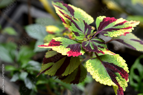 Coleus