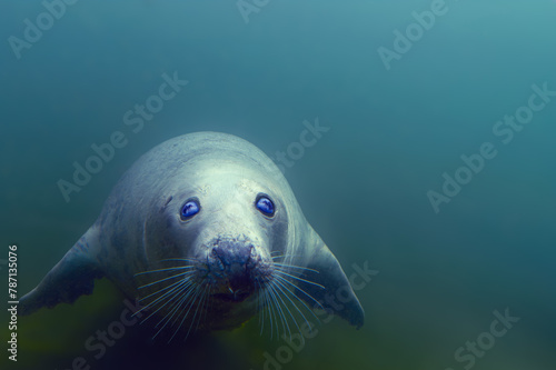 swimming gray seal in the water