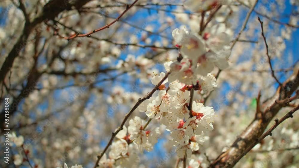 Apricot tree branch. Apricot flowers swaying on the wind, spring apricot tree blossoming. Lush blooming flowers of almond tree Apricot tree branch. Apricot flowers swaying on the wind, spring apricot tree blossoming. Lush blooming flowers of almond tree