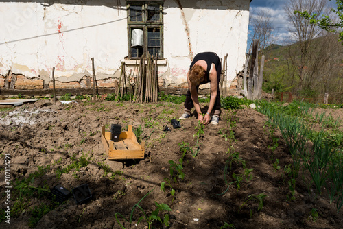 A female farmer in the countryside plants young pepper roots in her small garden behind the house on a sunny spring day, embodying the concept of organic pepper cultivation