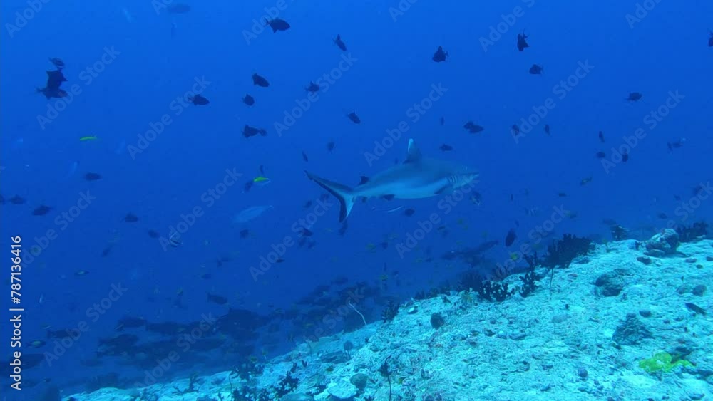 Fulidhoo, Maldies: Underwater of many white tip reef sharks during a channel dive with high current in the water of the Vaavu atoll near Fulidhoo island in the maldives Fulidhoo, Maldies: Underwater of many white tip reef sharks during a channel dive with high current in the water of the Vaavu atoll near Fulidhoo island in the maldives