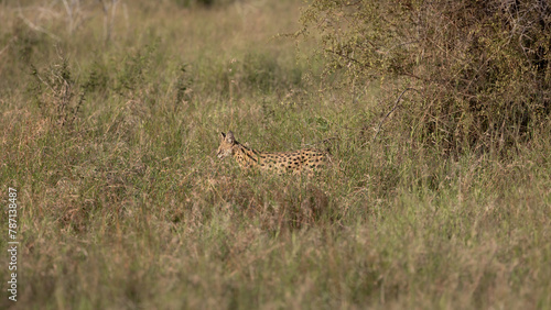 Serval walking  disappearing in tall grass