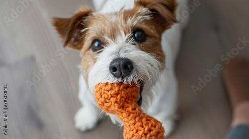 Playful Jack Russell Terrier Invites Owner to Play with Knit Carrot Toy
