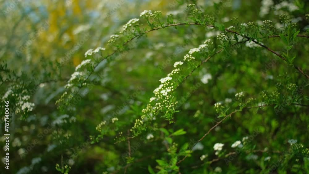 Flowering branches of spirea close up. White flowers on green bush blossoming in garden. Petals and leaves of bridalwreath meadowsweet, natural floral background Flowering branches of spirea close up. White flowers on green bush blossoming in garden. Petals and leaves of bridalwreath meadowsweet, natural floral background