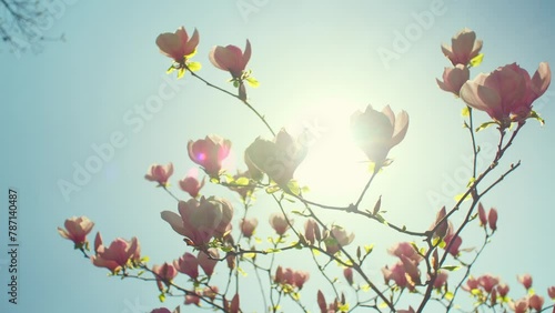 Pink magnolia flowers blooming on a tree. Beautiful magnolia tree branch swaying on the wind on sunny spring day