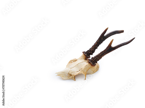 Vintage old deer skull on white background isolated with text space