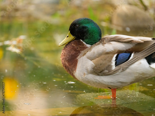 Portrait of a male mallard resting near a pond