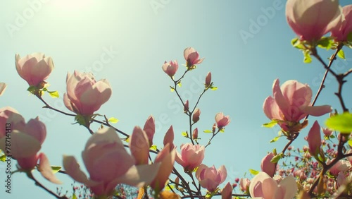 Pink magnolia flowers close up. Spring magnolia tree blossoming in park against blue sky in bright sunlight, branches of flowering magnolia swaying on the wind. Blooming garden plant