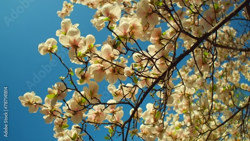 White magnolia blooms on tree. Spring flowering magnolia tree branch blossoming in garden. Slow motion close up, cinematic shot