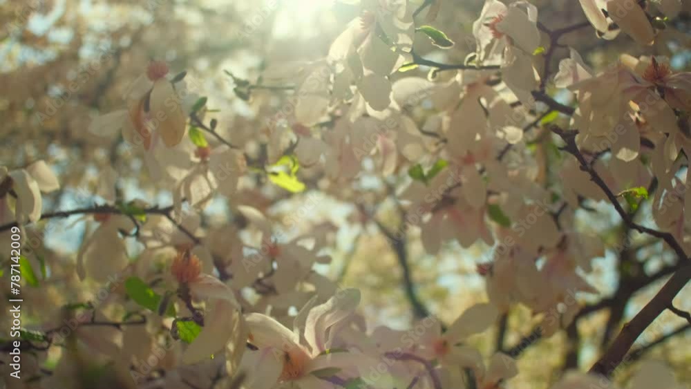 Magnolia blooms on tree. Sun rays break through magnolia flowers. Spring flowering magnolia branch swaying on the wind. Slow motion close up Magnolia blooms on tree. Sun rays break through magnolia flowers. Spring flowering magnolia branch swaying on the wind. Slow motion close up