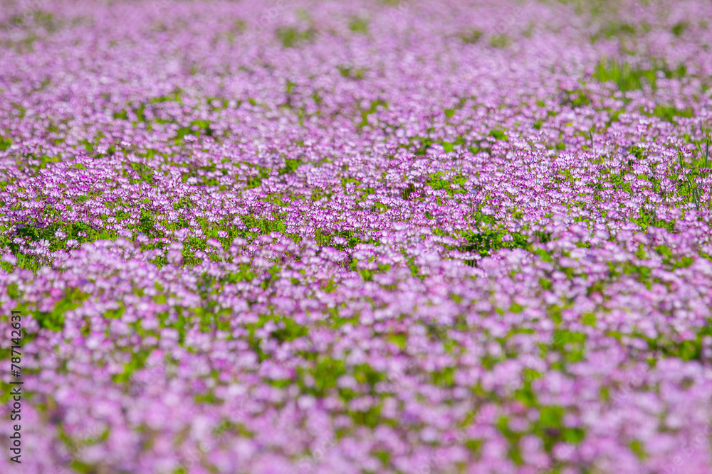 Obraz premium 一面に咲いた蓮華の花