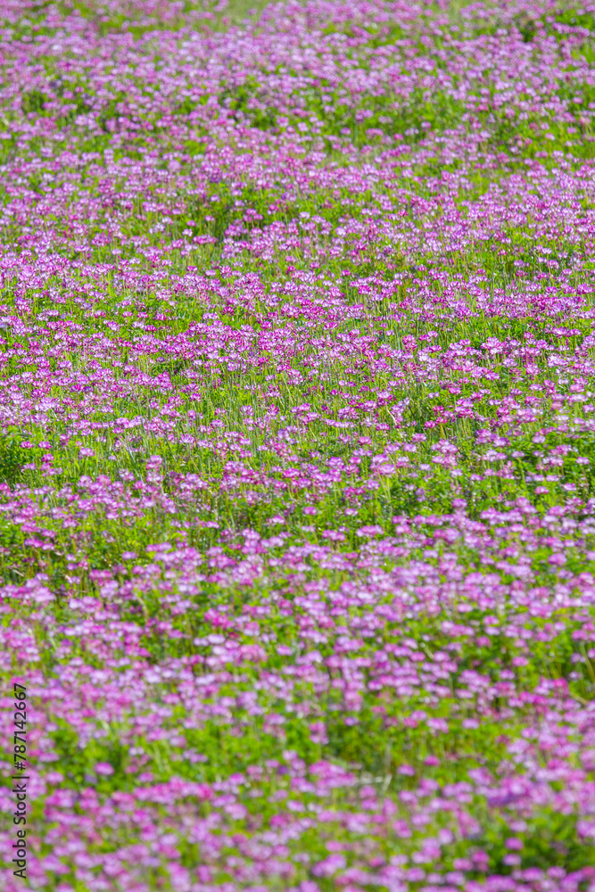 Naklejka premium 一面に咲いた蓮華の花