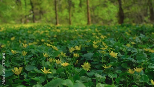 Bright yellow lesser celandine flowers. Beautiful plants of Ficaria verna, green grass in spring forest, springtime greenery herb close up photo