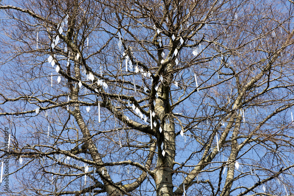 Trunk and branches of a tree without leaves decorated with small mirrors Trunk and branches of a tree without leaves decorated with small mirrors