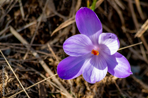 Splendidi crochi o bucaneve a primavera in montagna photo