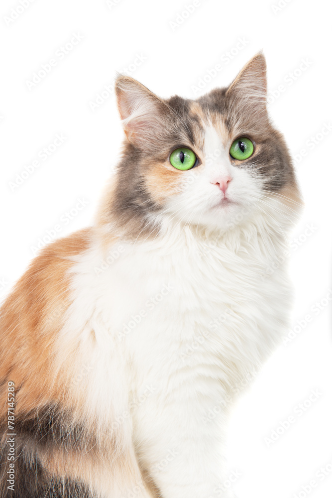 Bright fluffy funny cat isolated on the white background Bright fluffy funny cat isolated on the white background