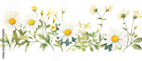 a many white flowers with yellow centers on a white background