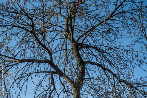 A leafless tree against a blue sky.