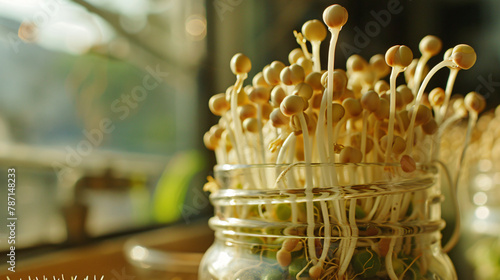 Wheat sprouts in the kitchen