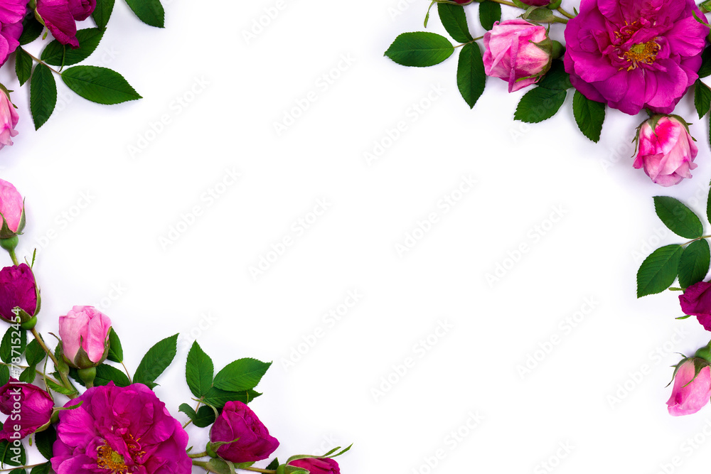 Pink wild roses on a white background with space for text. Top view, flat lay