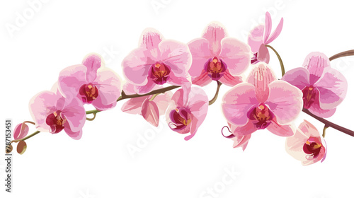 Fototapeta Naklejka Na Ścianę i Meble -  Pink orchid isolated flat vector isolated on white background