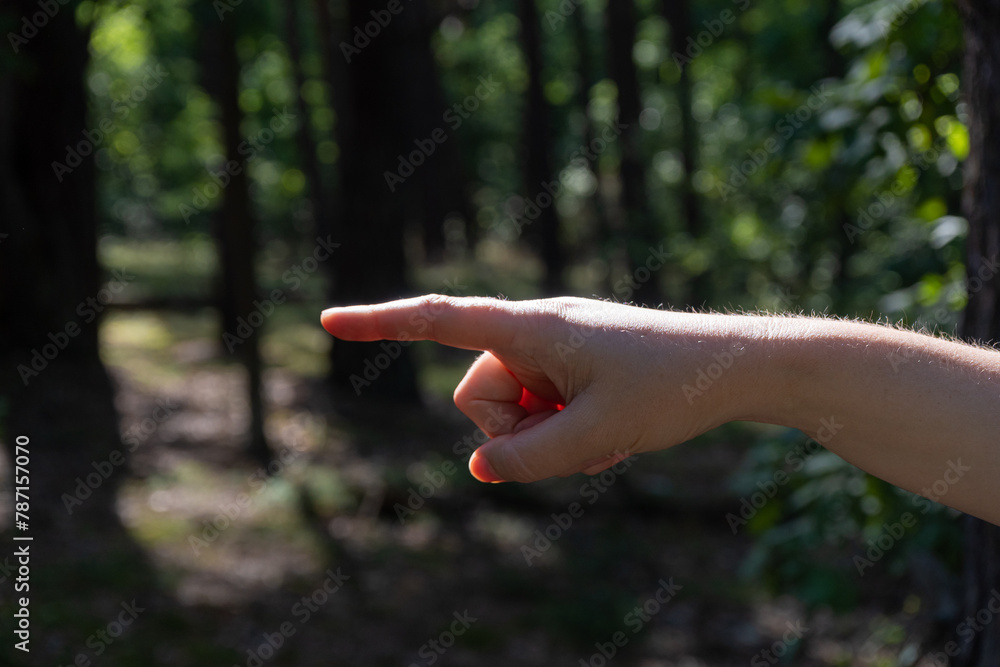 Hand Points the Way in Forest, Pointing Finger, Pointing to Forest ...