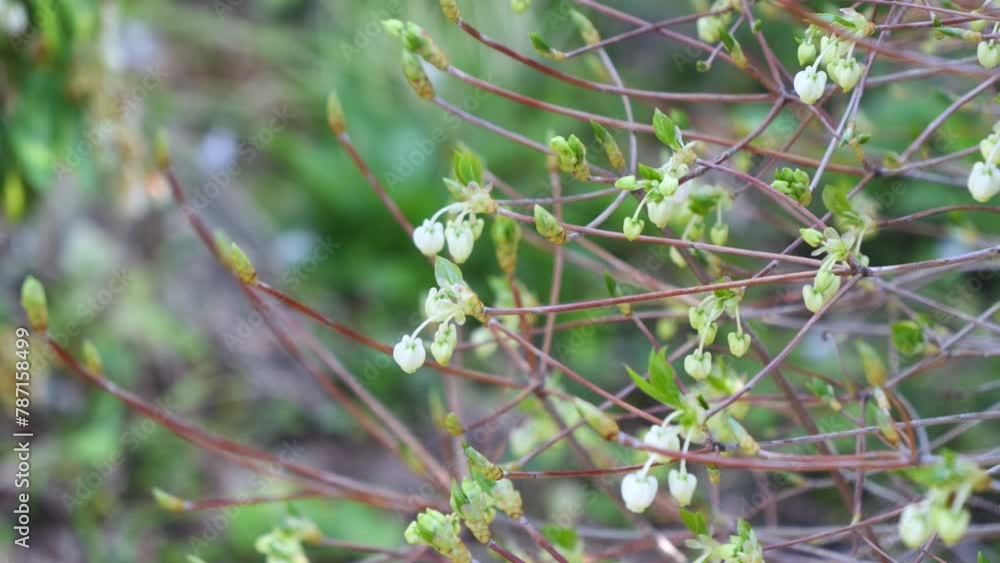 新芽とドウダンツツジの花 新芽とドウダンツツジの花