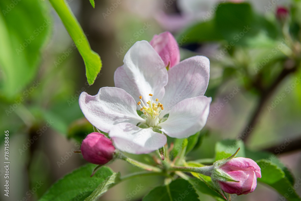 close - up of the apple tree in the garden in spring. macro photo of apple tree with white flowers. close - up of the apple tree in the garden in spring. macro photo of apple tree with white flowers.