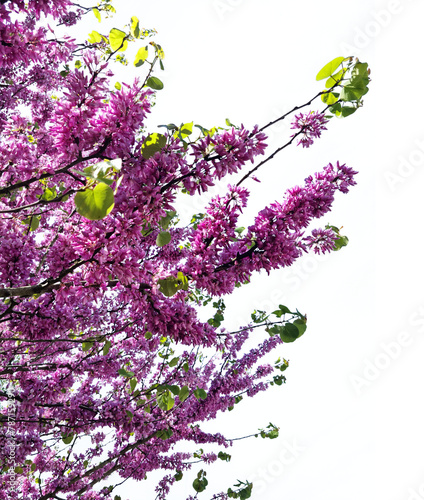 Branches avec fleurs roses de l'arbre de Judée ( cercis siliquastrum ) détourées sur un fond transparent photo