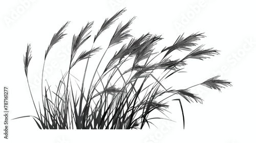 Reeds plant vector isolated grayscale icon