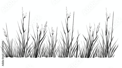 Reeds plant vector isolated grayscale icon