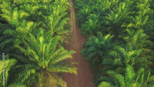 Aerial View Oil Palm Plantatation Tree Forest Agricurtural Industry
