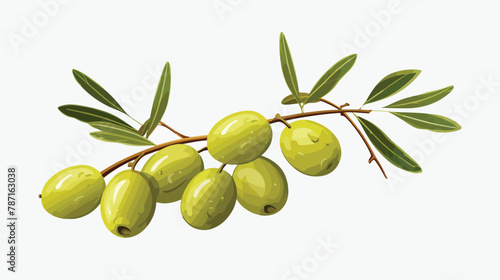 Ripe fruits on a branch. Flat image of green olives white