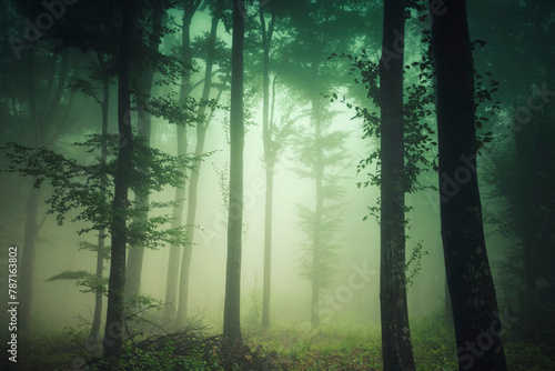 green forest in fog, nature background