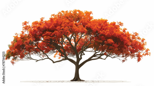 Royal Poinciana orange large tree isolated on withe photo