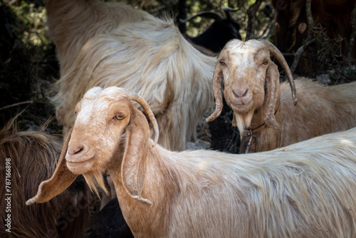 Goats on the Greek island of Kefalonia
