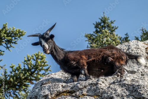 Goats on the Greek island of Kefalonia