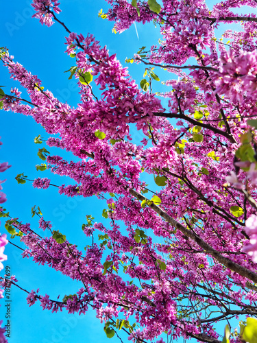 Branches avec fleurs roses de l'arbre de Judée ( cercis siliquastrum ) sous le ciel bleu photo