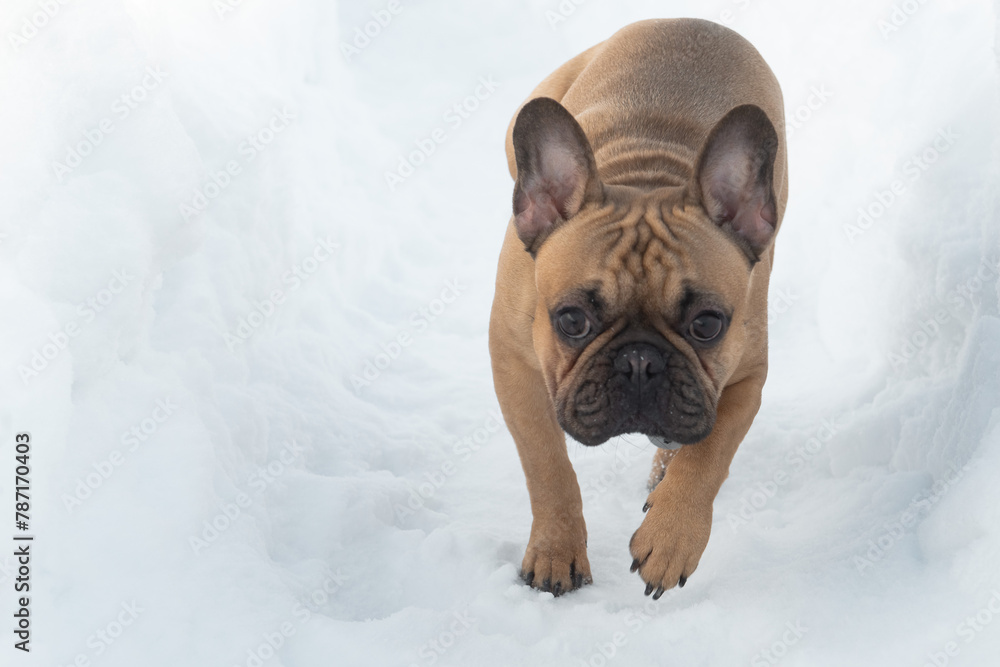 French Bulldog portrait at winter outdoors, dog running at snow French Bulldog portrait at winter outdoors, dog running at snow