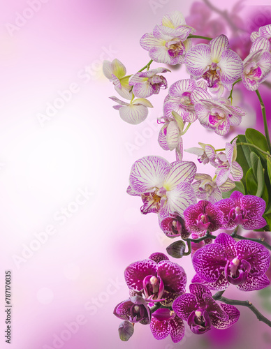 Fototapeta Naklejka Na Ścianę i Meble -  Background with blooming orchids.