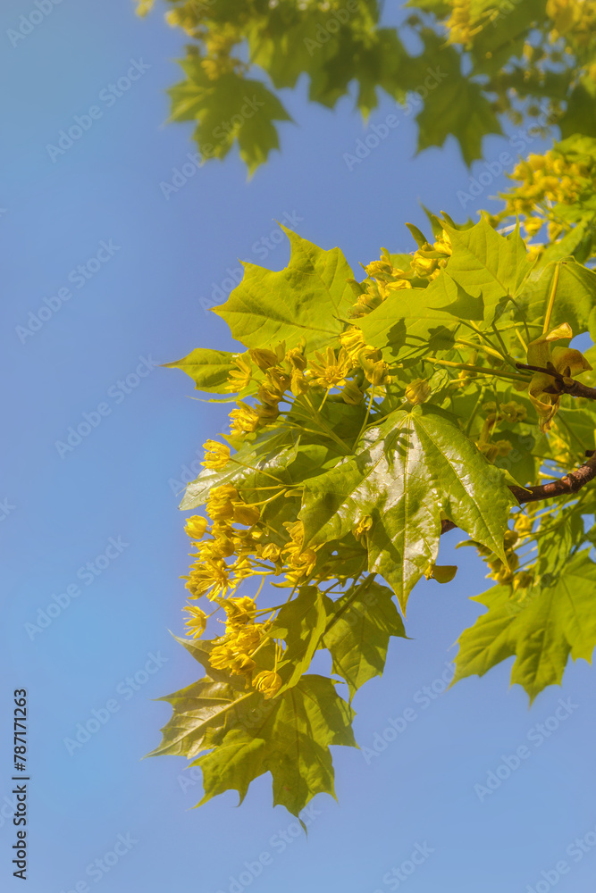 Blooming maple branch with young leaves in spring against a blue sky. Blooming maple branch with young leaves in spring against a blue sky.