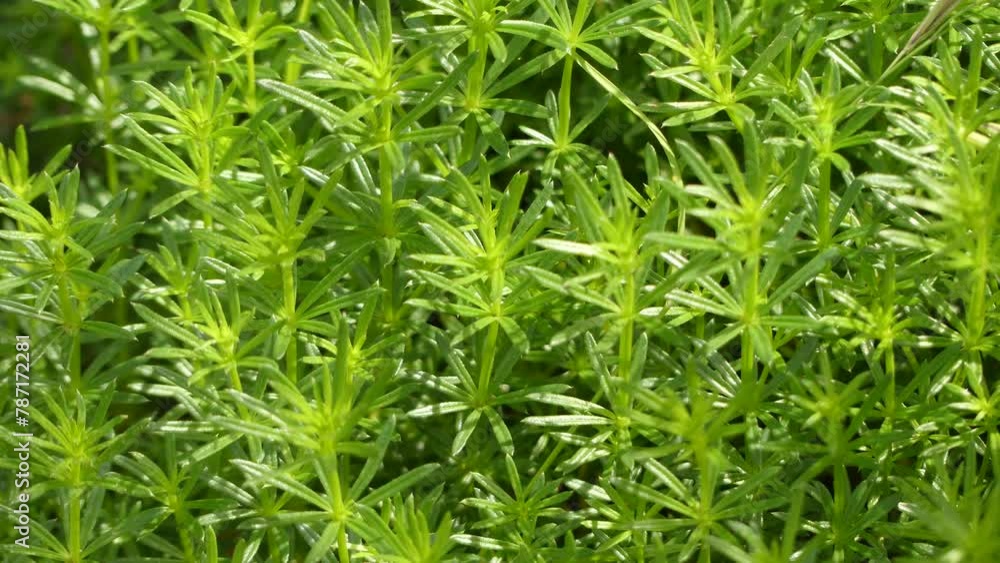 Galium crespianum is large genus of annual and perennial herbaceous plants in family Rubiaceae, occurring in temperate zones of both Northern and Southern Hemispheres. Some species - Bedstraw. Galium crespianum is large genus of annual and perennial herbaceous plants in family Rubiaceae, occurring in temperate zones of both Northern and Southern Hemispheres. Some species - Bedstraw.