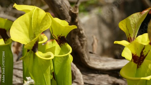 Sarracenia leucophylla, also known as the crimson pitcherplant, purple trumpet-leaf[2] or white pitcher plant, is a carnivorous plant in the genus Sarracenia. photo